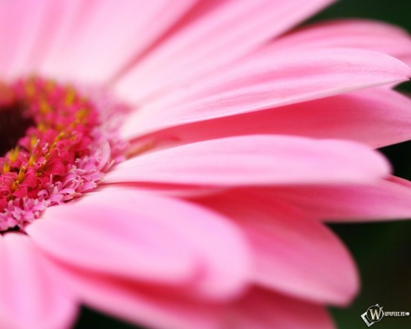 розовая гербера