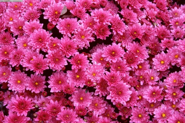 хризантема съедобная