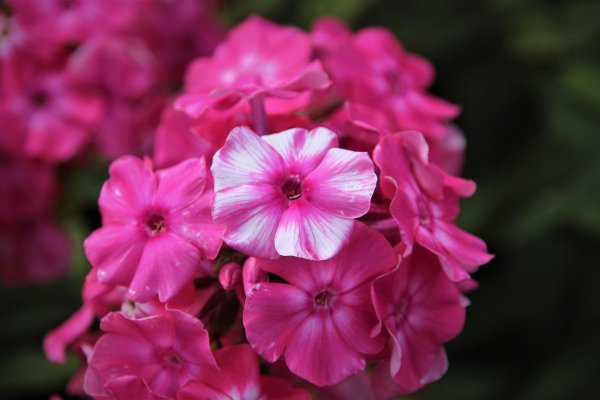 флокс метельчатый