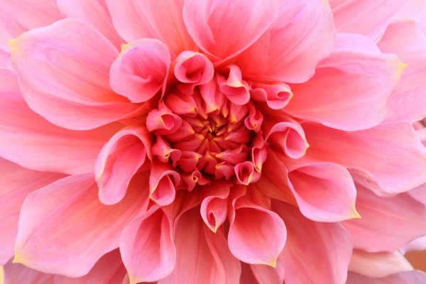 георгин пинк