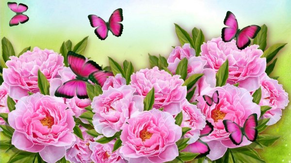 пионы открытка