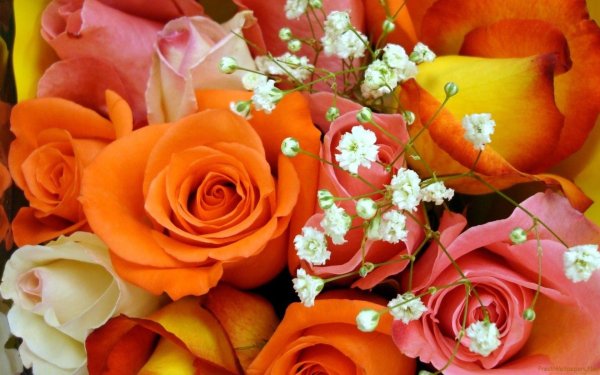 оранжевая роза