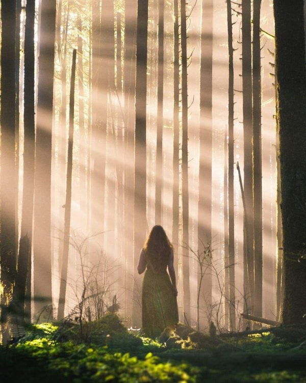 Лес и девушка