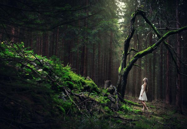 Лес и девушка