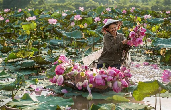 лотосовое озеро вьетнам