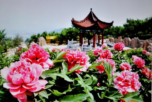 сад с пионами