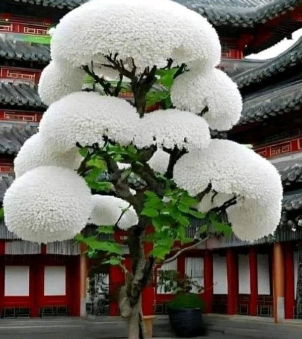 цветущее дерево