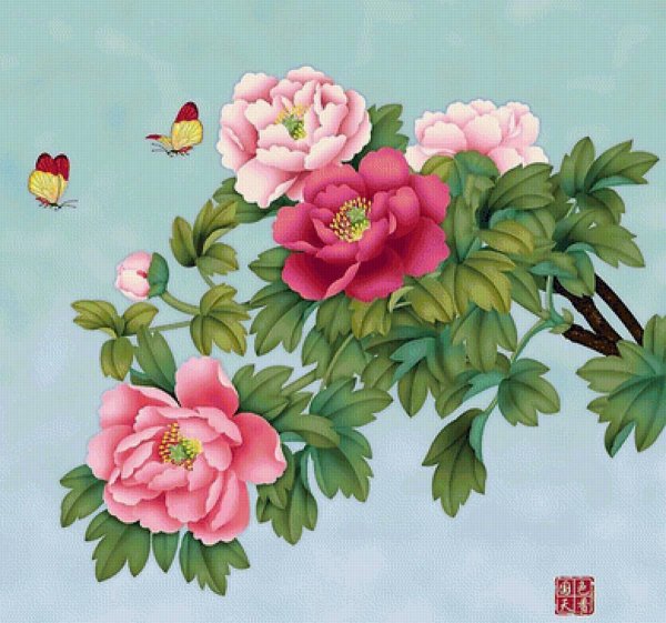 китайский пион цветок