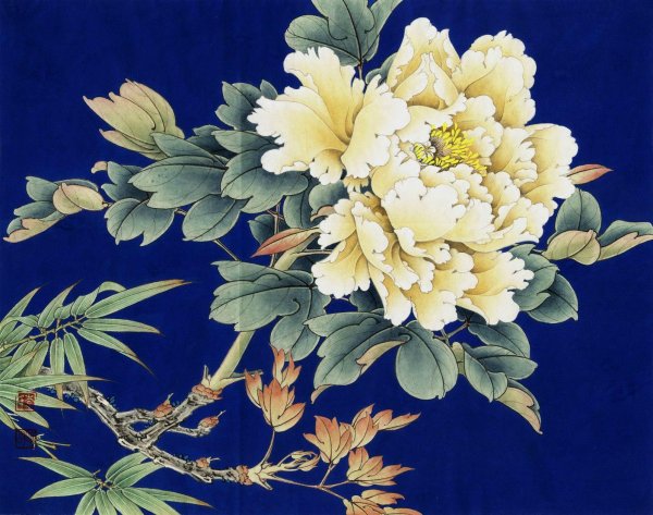 древовидный пион гунби