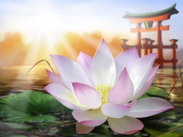 цветки лотоса