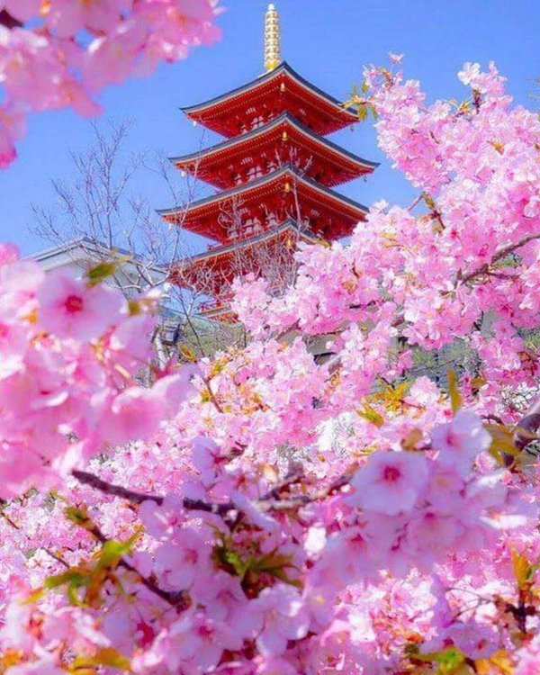 цветение сакуры