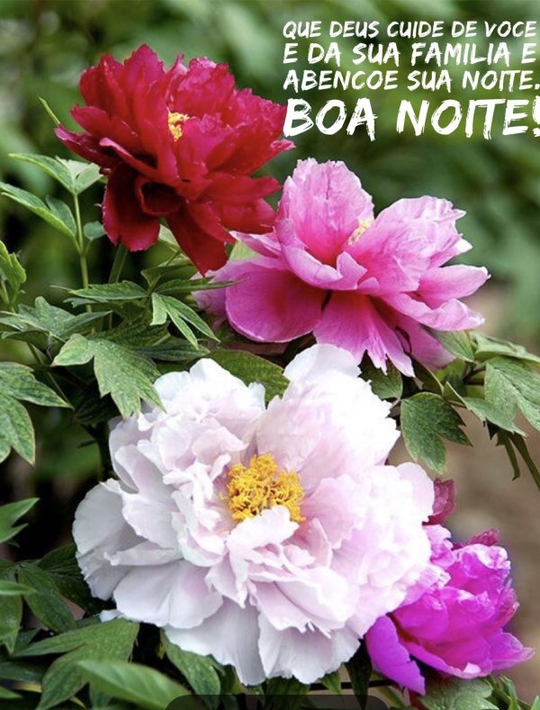 пион джулиска