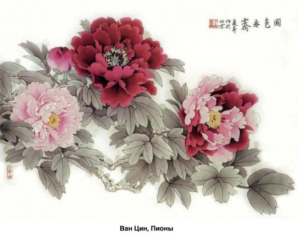 ван цин пионы