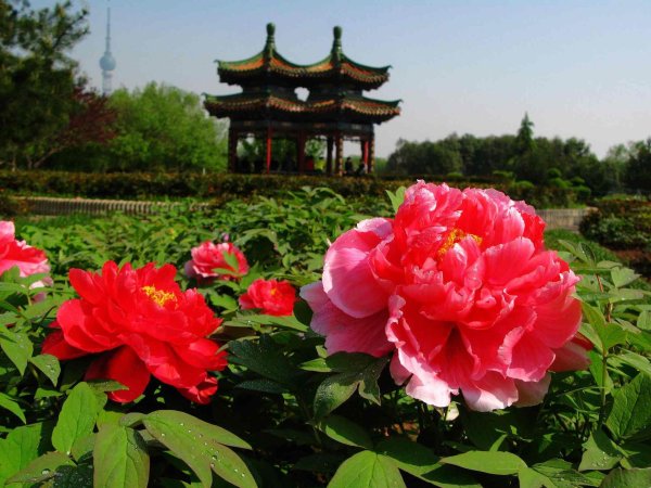 peony garden