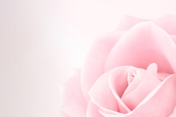 светло розовые розы