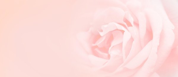 бледно розовые розы