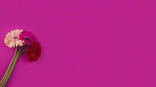 цветок гербер