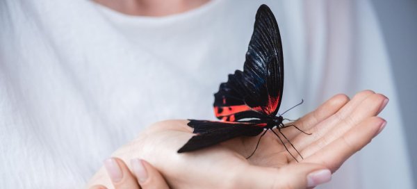 Бабочки и девушка