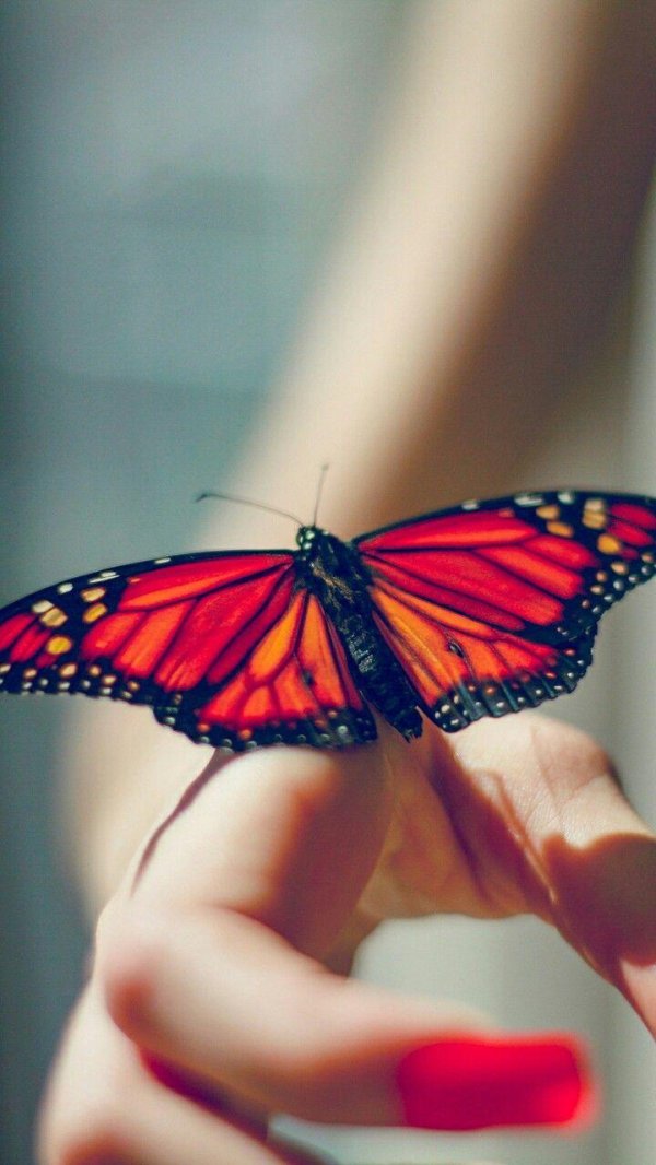 Бабочки и девушка