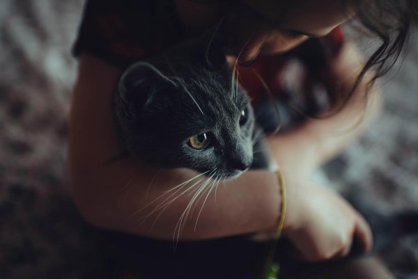 Девушка и кот