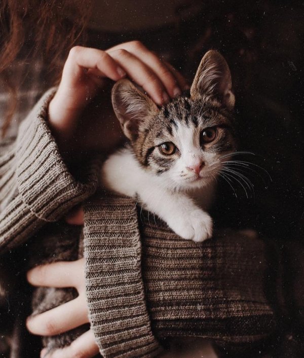 Девушка и кот