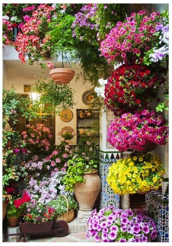 петуния ампельная вертикальное озеленение