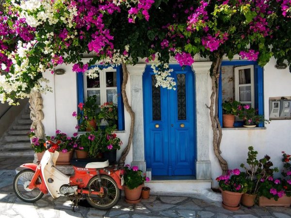 санторини греция бугенвиллия