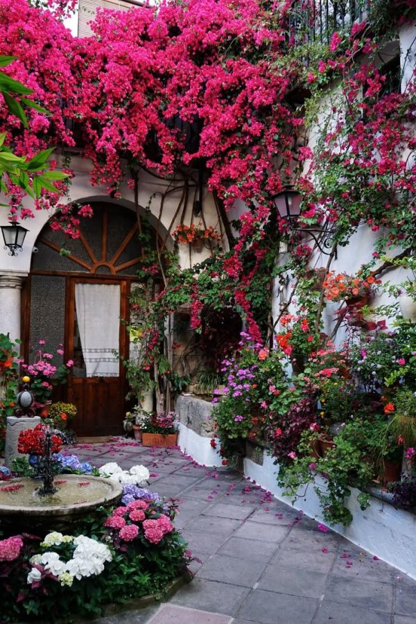 двор с цветами