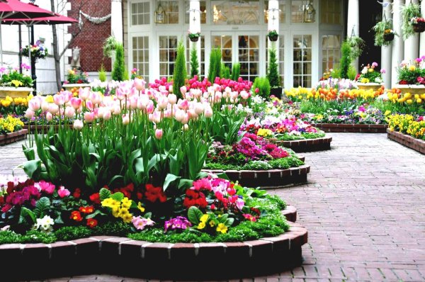 тюльпан клумбовые растения