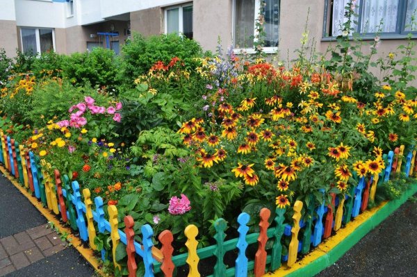 гайлардия и рудбекия