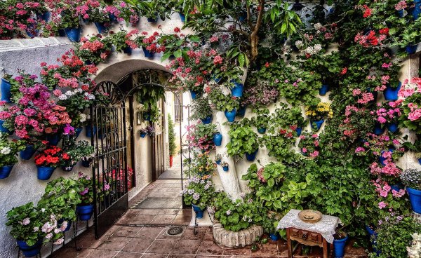 двор с цветами