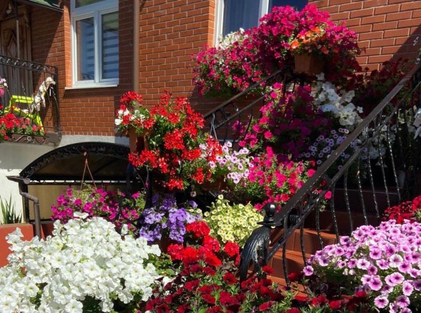 ампельная петуния