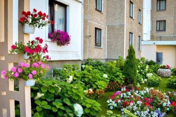 озеленение палисадника