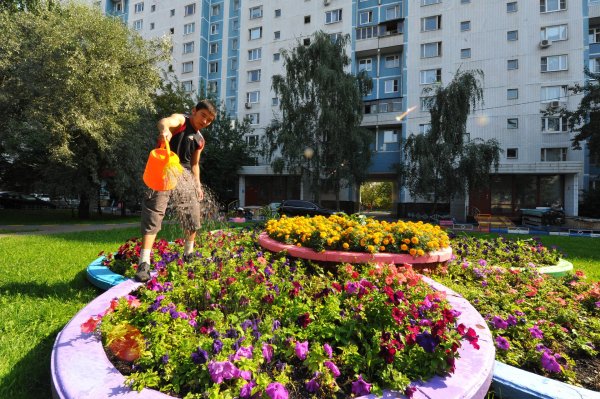 озеленение двора