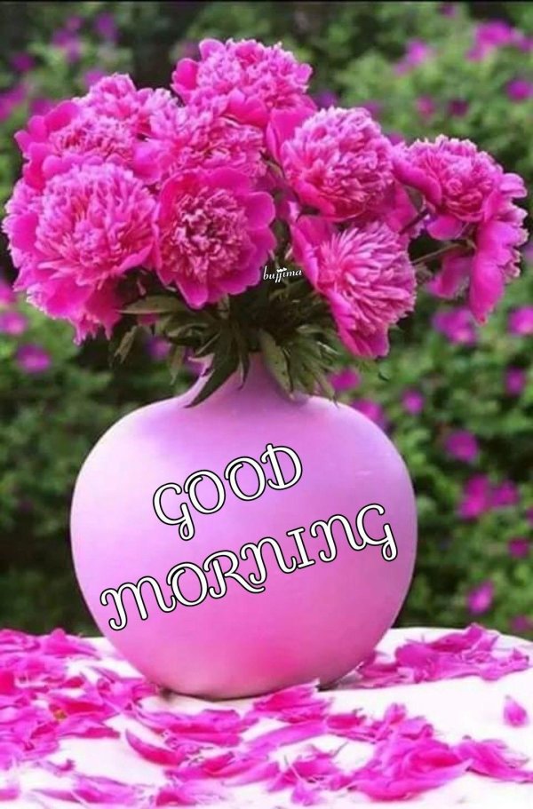 розовые пионы