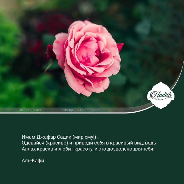 роза розовая