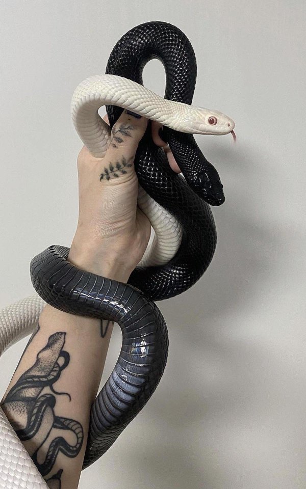 Девушка и змей