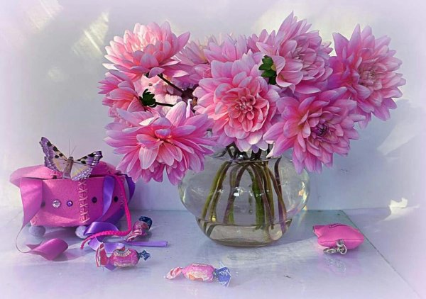 розовые георгины