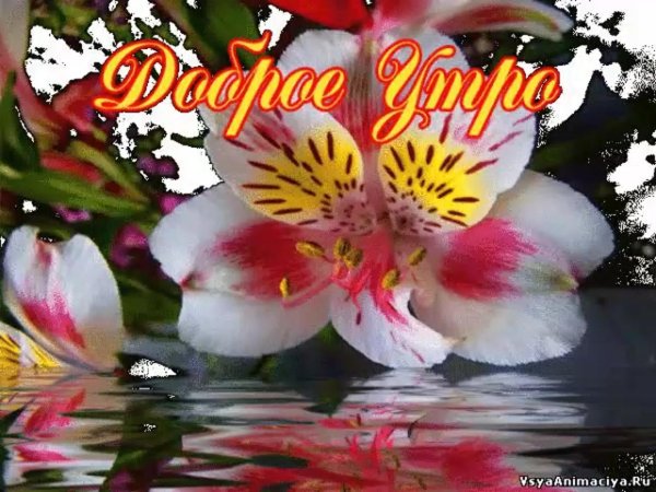 доброе утро лилии