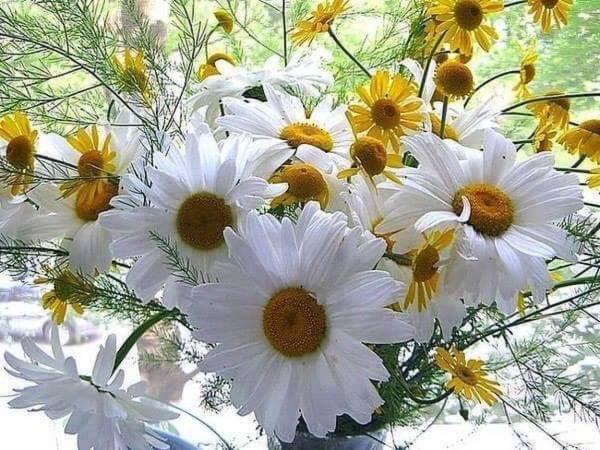 букет ромашек