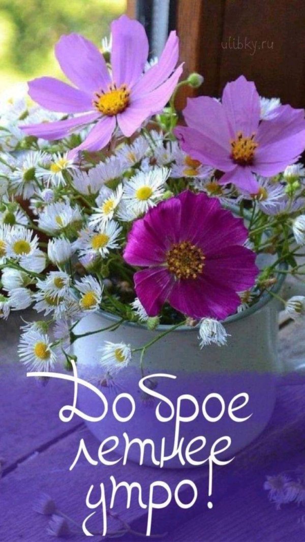 космея цветок