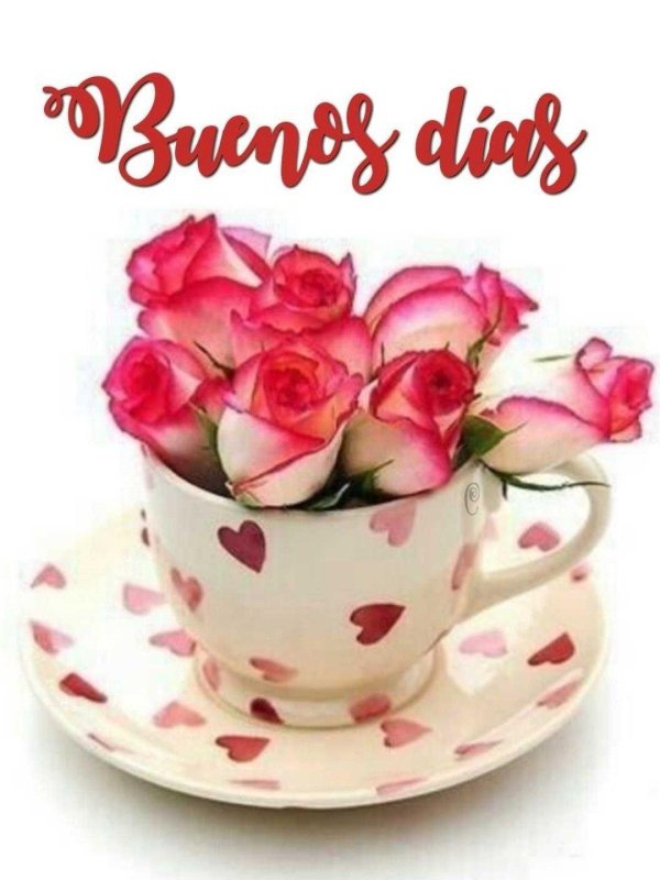 розы в чашке