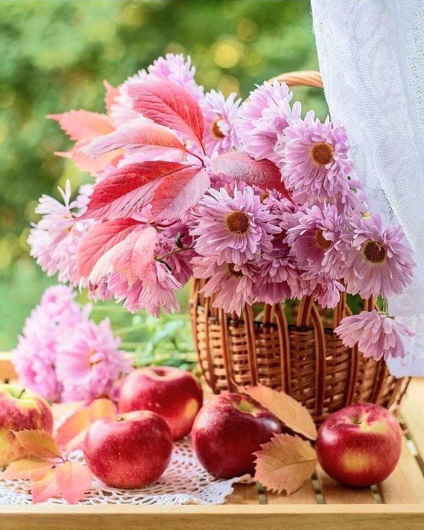 август  астры август  звезды август  грозди