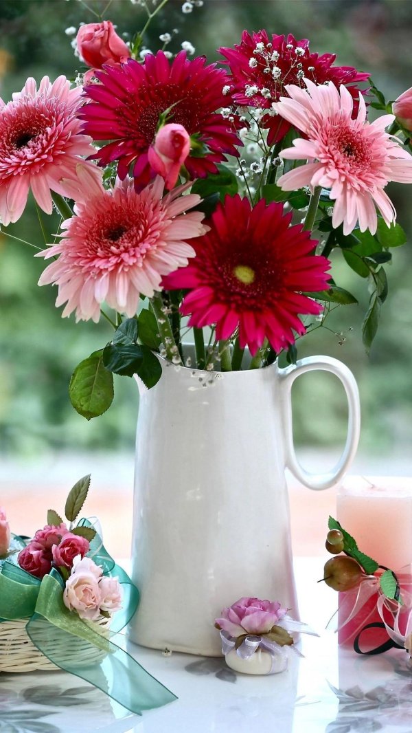 розовые герберы