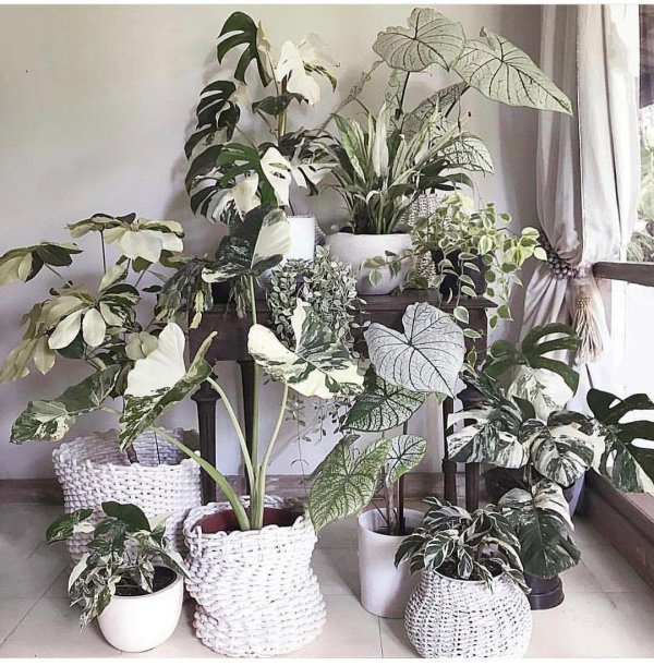 монстера ампельная