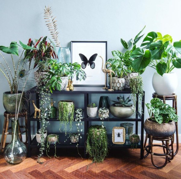 урбан джангл