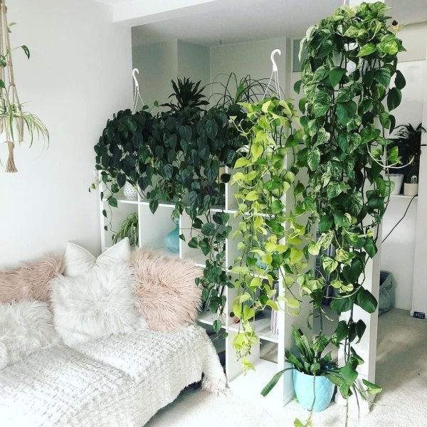 хойя плющ сциндапсус