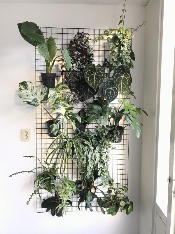 комнатное растение