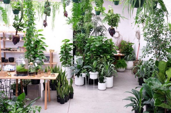 plant shop
