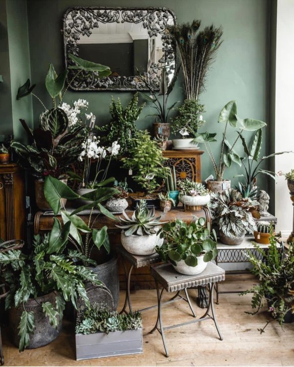 урбан джангл стиль